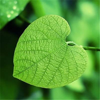 妖姬ol2果盘客户端下载